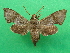  (Temnora grandidieri - KLM Lep 09186)  @14 [ ] CreativeCommons - Attribution Non-Commercial Share-Alike (2062) Christian Wieser Landesmuseum Kaernten