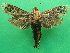  ( - KLM Lep 09214)  @11 [ ] CreativeCommons - Attribution Non-Commercial Share-Alike (2090) Christian Wieser Landesmuseum Kaernten