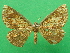  ( - KLM Lep 09238)  @11 [ ] CreativeCommons - Attribution Non-Commercial Share-Alike (2019) Christian Wieser Landesmuseum Kaernten