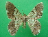  ( - KLM Lep 09272)  @11 [ ] CreativeCommons - Attribution Non-Commercial Share-Alike (2053) Christian Wieser Landesmuseum Kaernten