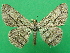  ( - KLM Lep 09276)  @11 [ ] CreativeCommons - Attribution Non-Commercial Share-Alike (2057) Christian Wieser Landesmuseum Kaernten