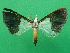 (Viettessa bethalis - KLM Lep 09327)  @11 [ ] CreativeCommons - Attribution Non-Commercial Share-Alike (2109) Christian Wieser Landesmuseum Kaernten