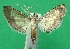  ( - KLM Lep 09379)  @11 [ ] CreativeCommons - Attribution Non-Commercial Share-Alike (2017) Christian Wieser Landesmuseum Kaernten