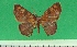 (Chrysocraspeda ptologenes - KLM Lep 09439)  @11 [ ] CreativeCommons - Attribution Non-Commercial Share-Alike (2017) Christian Wieser Landesmuseum Kaernten