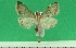  (Dicepolia marionalis - KLM Lep 09446)  @11 [ ] CreativeCommons - Attribution Non-Commercial Share-Alike (2017) Christian Wieser Landesmuseum Kaernten