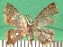  (Chrysocraspeda herbuloti - KLM Lep 09452)  @11 [ ] CreativeCommons - Attribution Non-Commercial Share-Alike (2017) Christian Wieser Landesmuseum Kaernten