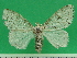  (Lymantria polycyma - KLM Lep 09488)  @11 [ ] CreativeCommons - Attribution Non-Commercial Share-Alike (2017) Christian Wieser Landesmuseum Kaernten