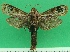  ( - KLM Lep 09501)  @11 [ ] CreativeCommons - Attribution Non-Commercial Share-Alike (2017) Christian Wieser Landesmuseum Kaernten