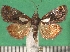  ( - KLM Lep 09519)  @11 [ ] CreativeCommons - Attribution Non-Commercial Share-Alike (2017) Christian Wieser Landesmuseum Kaernten