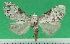  (Meganola malgassica - KLM Lep 09521)  @11 [ ] CreativeCommons - Attribution Non-Commercial Share-Alike (2017) Christian Wieser Landesmuseum Kaernten