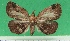  ( - KLM Lep 09564)  @11 [ ] CreativeCommons - Attribution Non-Commercial Share-Alike (2017) Christian Wieser Landesmuseum Kaernten