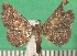  ( - KLM Lep 09583)  @11 [ ] CreativeCommons - Attribution Non-Commercial Share-Alike (2017) Christian Wieser Landesmuseum Kaernten
