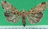  ( - KLM Lep 09585)  @11 [ ] CreativeCommons - Attribution Non-Commercial Share-Alike (2017) Christian Wieser Landesmuseum Kaernten