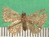  ( - KLM Lep 09589)  @11 [ ] CreativeCommons - Attribution Non-Commercial Share-Alike (2017) Christian Wieser Landesmuseum Kaernten