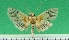  ( - KLM Lep 09600)  @11 [ ] CreativeCommons - Attribution Non-Commercial Share-Alike (2017) Christian Wieser Landesmuseum Kaernten