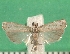  ( - KLM Lep 09622)  @14 [ ] CreativeCommons - Attribution Non-Commercial Share-Alike (2017) Christian Wieser Landesmuseum Kaernten