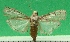  ( - KLM Lep 09649)  @11 [ ] CreativeCommons - Attribution Non-Commercial Share-Alike (2017) Christian Wieser Landesmuseum Kaernten