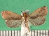  ( - KLM Lep 09704)  @11 [ ] CreativeCommons - Attribution Non-Commercial Share-Alike (2017) Christian Wieser Landesmuseum Kaernten