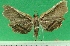  (Parthenodes - KLM Lep 09776)  @11 [ ] CreativeCommons - Attribution Non-Commercial Share-Alike (2017) Christian Wieser Landesmuseum Kaernten