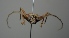  ( - CBF-Ceram-000100)  @12 [ ] Copyright (2011) CBF Coleccion Boliviana de Fauna
