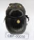  ( - CBF-Scarab-000030)  @11 [ ] No Rights Reserved  Unspecified Unspecified