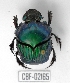  (Oxysternon conspicillatum - CBF-Scarab-002165)  @14 [ ] Copyright (2011) CBF Coleccion Boliviana de Fauna