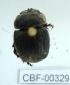  ( - CBF-Scarab-000329)  @12 [ ] No Rights Reserved  Unspecified Unspecified