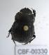  ( - CBF-Scarab-000330)  @12 [ ] No Rights Reserved  Unspecified Unspecified