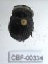  ( - CBF-Scarab-000334)  @12 [ ] No Rights Reserved  Unspecified Unspecified