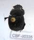  ( - CBF-Scarab-000335)  @12 [ ] No Rights Reserved  Unspecified Unspecified
