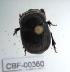  ( - CBF-Scarab-000360)  @12 [ ] No Rights Reserved  Unspecified Unspecified