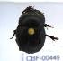  ( - CBF-Scarab-000449)  @12 [ ] No Rights Reserved  Unspecified Unspecified