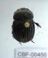  ( - CBF-Scarab-000450)  @12 [ ] No Rights Reserved  Unspecified Unspecified