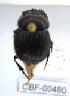  ( - CBF-Scarab-000480)  @12 [ ] No Rights Reserved  Unspecified Unspecified