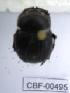  ( - CBF-Scarab-000495)  @12 [ ] No Rights Reserved  Unspecified Unspecified