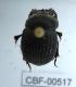  ( - CBF-Scarab-000517)  @12 [ ] No Rights Reserved  Unspecified Unspecified