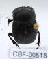  ( - CBF-Scarab-000518)  @12 [ ] No Rights Reserved  Unspecified Unspecified