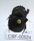  ( - CBF-Scarab-000524)  @12 [ ] No Rights Reserved  Unspecified Unspecified