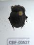  ( - CBF-Scarab-000527)  @12 [ ] No Rights Reserved  Unspecified Unspecified