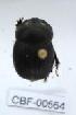  ( - CBF-Scarab-000564)  @12 [ ] No Rights Reserved  Unspecified Unspecified