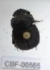  ( - CBF-Scarab-000565)  @12 [ ] No Rights Reserved  Unspecified Unspecified