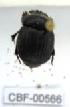  ( - CBF-Scarab-000566)  @12 [ ] No Rights Reserved  Unspecified Unspecified