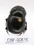  ( - CBF-Scarab-000610)  @11 [ ] No Rights Reserved  Unspecified Unspecified