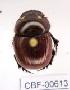  ( - CBF-Scarab-000613)  @11 [ ] No Rights Reserved  Unspecified Unspecified