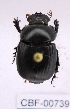  ( - CBF-Scarab-000739)  @12 [ ] No Rights Reserved  Unspecified Unspecified