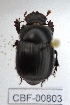  ( - CBF-Scarab-000803)  @12 [ ] No Rights Reserved  Unspecified Unspecified