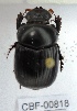  ( - CBF-Scarab-000818)  @12 [ ] No Rights Reserved  Unspecified Unspecified