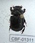  ( - CBF-Scarab-001311)  @11 [ ] No Rights Reserved  Unspecified Unspecified