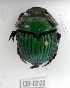  ( - CBF-Scarab-002130)  @11 [ ] Copyright (2011) CBF Coleccion Boliviana de Fauna