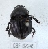  ( - CBF-Scarab-002245)  @11 [ ] Copyright (2012) CBF Coleccion Boliviana de Fauna